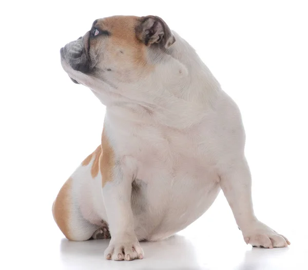 Mannelijke Engels bulldog — Stockfoto