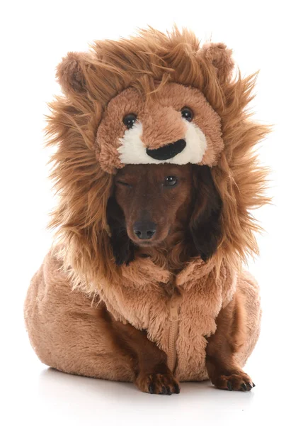 Hund iført løve kostume - Stock-foto