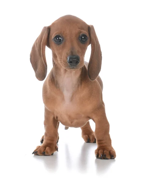 Schattig vrouwelijke teckel pup — Stockfoto