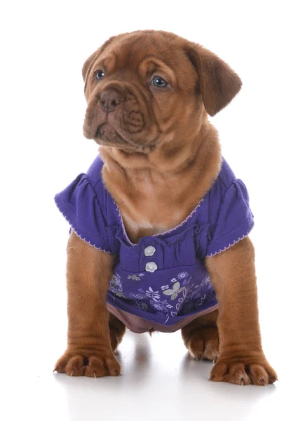 Perrito hembra dogue de burdeos —  Fotos de Stock