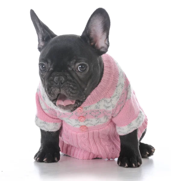 Female french bulldog — Stock Photo, Image