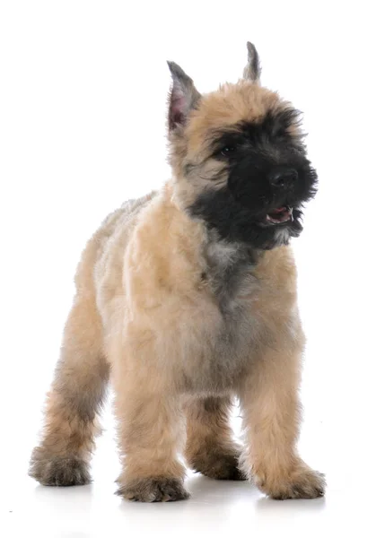 Bouvier puppy standing — Stock Photo, Image