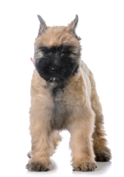 Bouvier pup zitten — Stockfoto