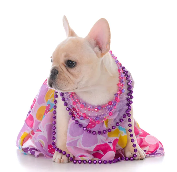 Female french bulldog — Stock Photo, Image