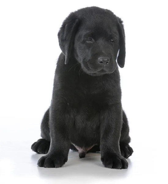 Mężczyzna labrador retriever — Zdjęcie stockowe