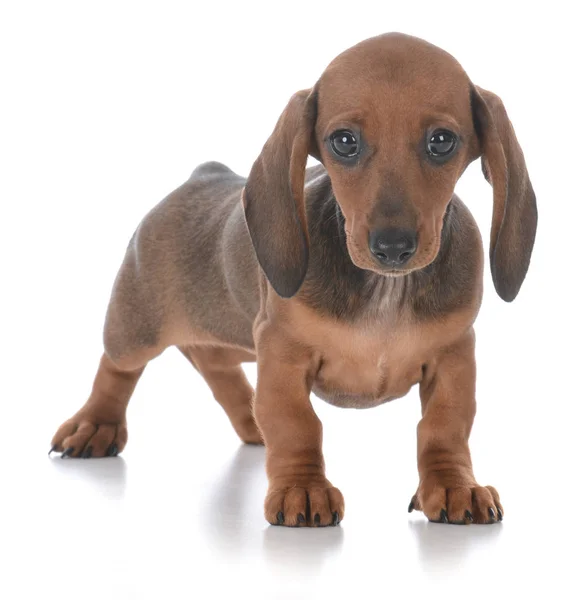 Adorável fêmea dachshund cachorro Fotos De Bancos De Imagens