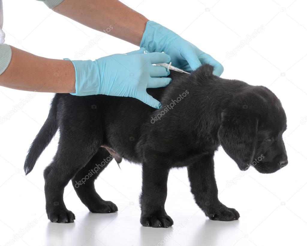 puppy getting microchipped