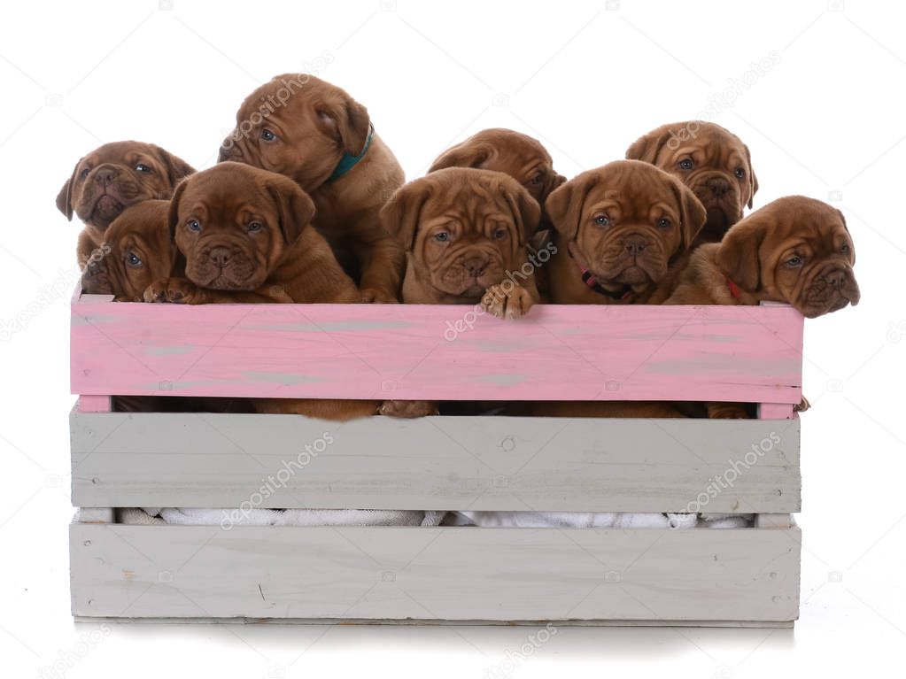 litter of nine puppies