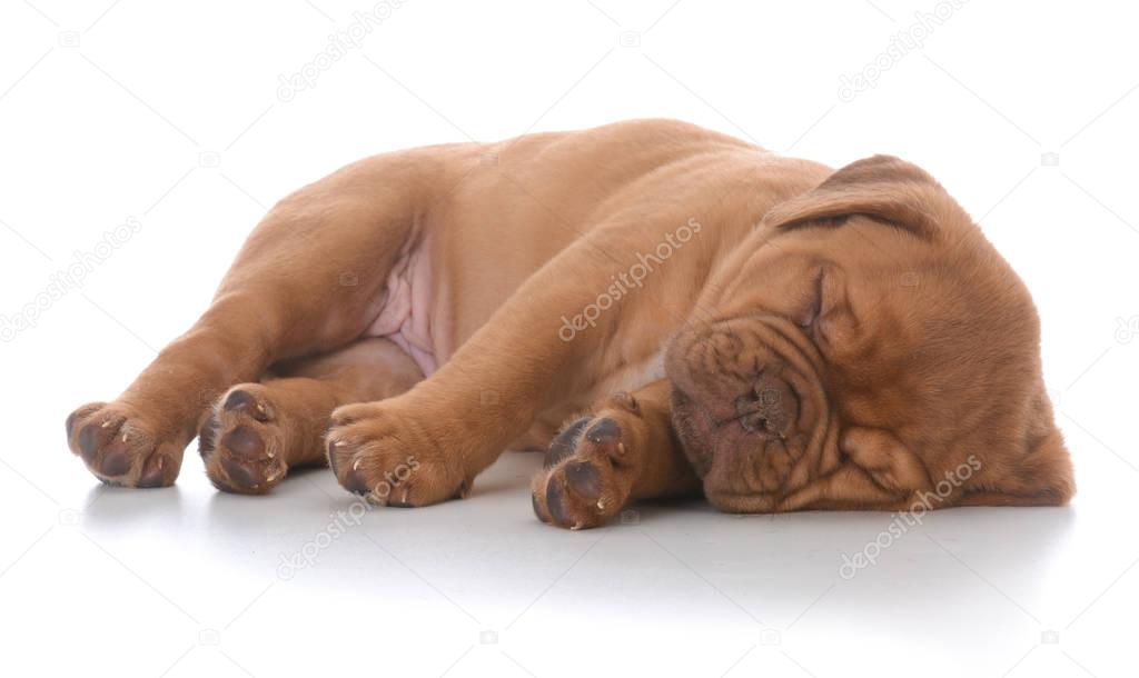 female dogue de bordeaux puppy sleeping isolated on white background