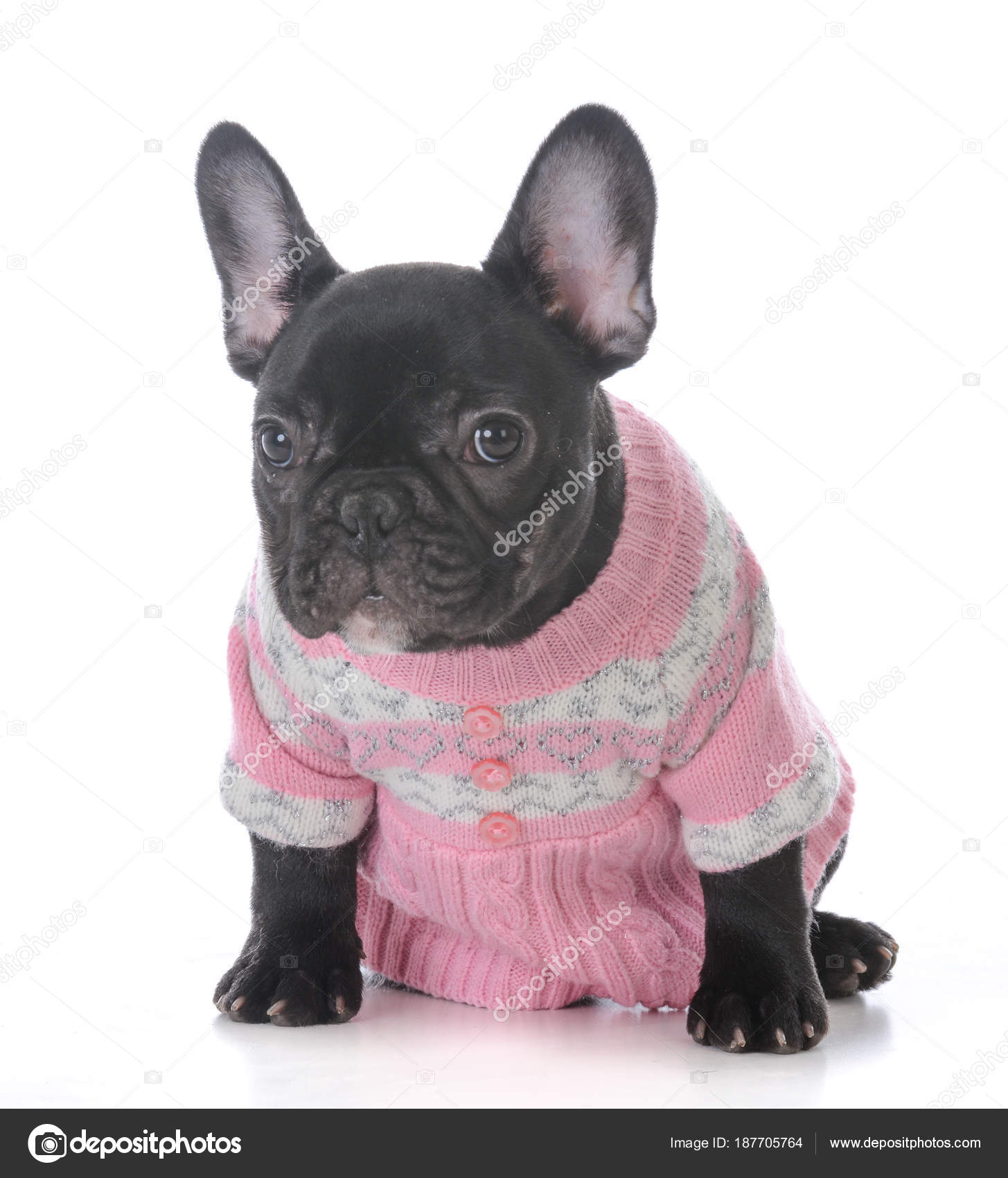 Bulldog Francese Femmina Foto Stock Willeecole 187705764