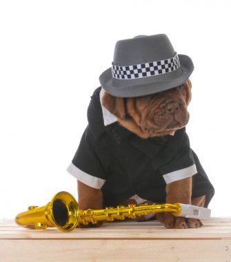 male dogue de bordeaux puppy 