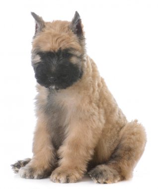 oturan bouvier köpek yavrusu