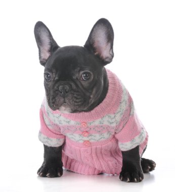 Fransız dişi buldog.