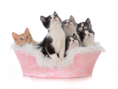 bir yatakta beş yavru kedi çöp