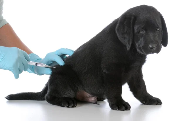 Puppy getting vaccinated — Stock Photo, Image