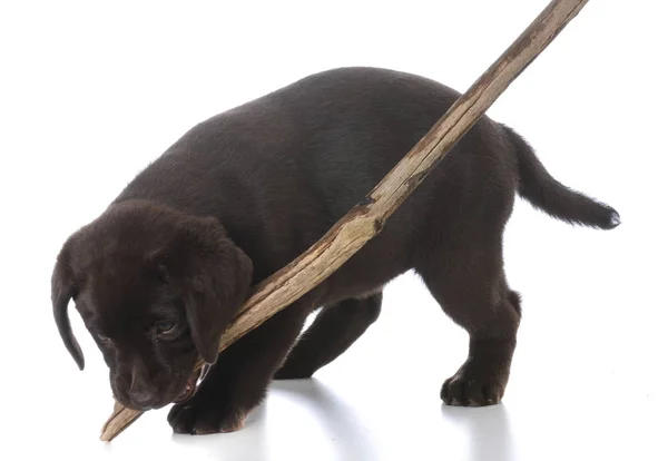 Cachorro com um pau — Fotografia de Stock