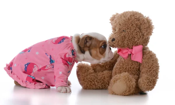 Puppy ready for bed — Stock Photo, Image