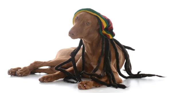 Male pharoah hound wearing rastafarian wig — Stock Photo, Image