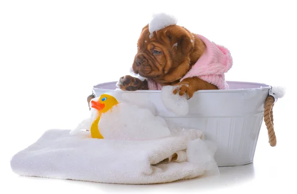 Cachorro consiguiendo un baño —  Fotos de Stock