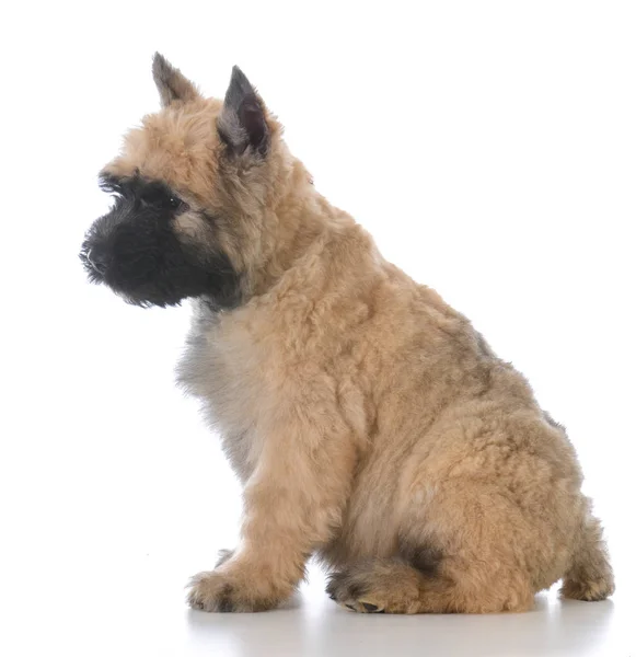 Bouvier Welpen sitzen — Stockfoto