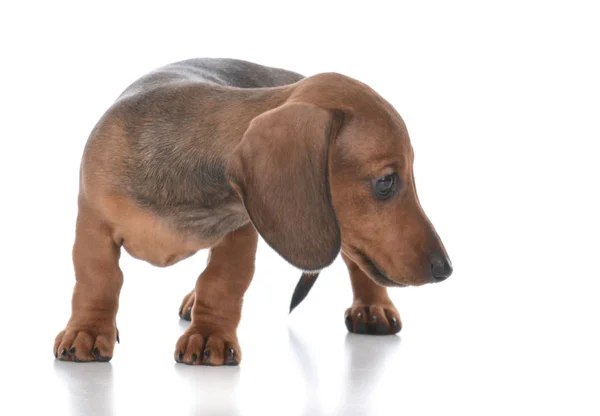 Adorable female dachshund puppy — Stock Photo, Image
