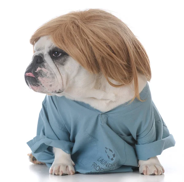 Hund som klädd som en veterinär — Stockfoto