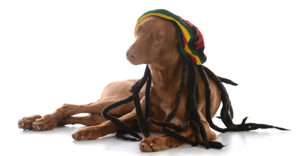 Male pharoah hound wearing rastafarian wig — Stock Photo, Image