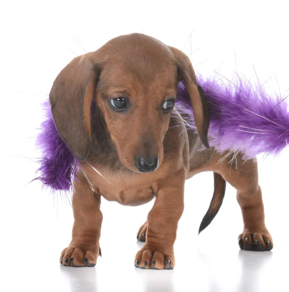 Adorável fêmea dachshund cachorro Fotos De Bancos De Imagens