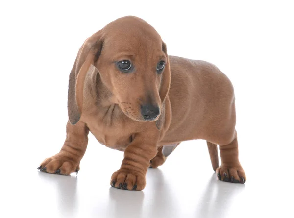 Adorável macho dachshund cachorro Fotos De Bancos De Imagens Sem Royalties
