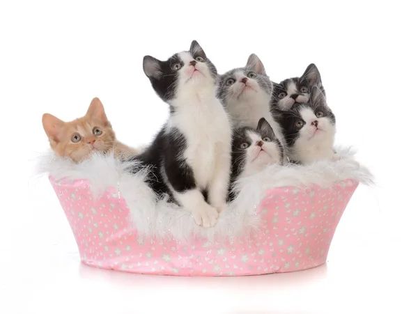 五只小猫窝在床上 免版税图库图片