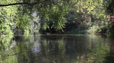 Orman manzarası boyunca ağaçlarla birlikte akan bir derenin rahatlatıcı görüntüsü.