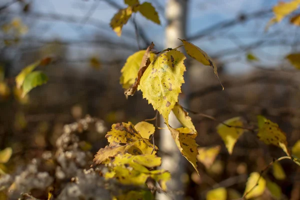 Белая Береза Желтыми Осенними Листьями — стоковое фото