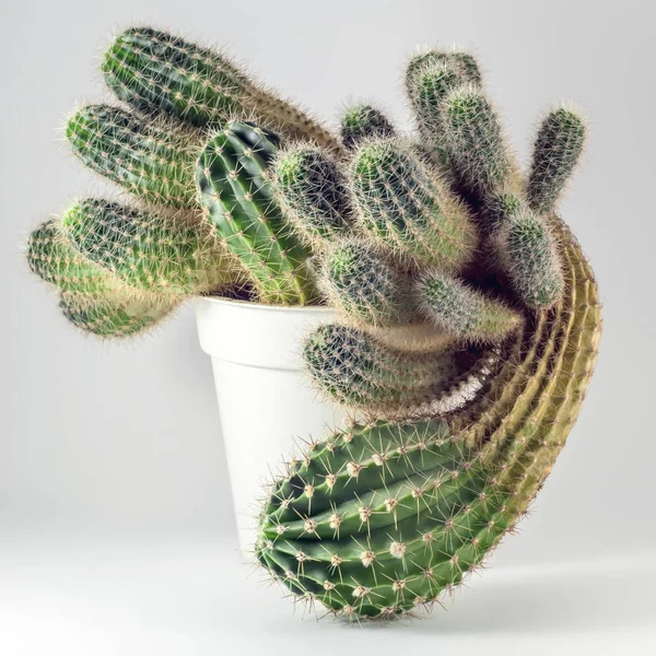 Tüskés Körte Kaktusz Fehér Edényben Könnyű Háttérrel — Stock Fotó
