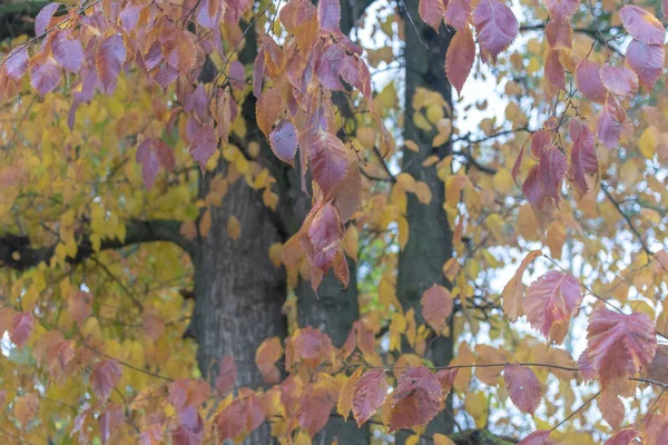 Herbstlaub Der Bäume Bei Regnerischem Wetter — Stockfoto