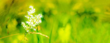 Beyaz kır çiçekleriyle yaz pastel arka planı