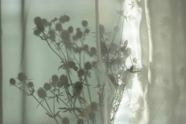 Gün ışığında perdenin arkasındaki pencere perdesinde kurumuş çiçekler.