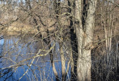 Güneşli bir günde nehrin arka planında sonbaharda çıplak ağaçlar