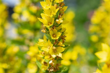 Güneşli bir yaz gününde sarı çayır çiçekleri
