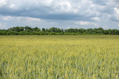 Gökyüzü ve ağaçların arkasındaki buğday tarlasının bulanık görüntüsü.