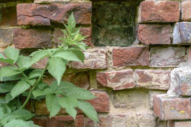 Çimlerle kaplı eski bir binanın yıkılmış tuğla duvarı.