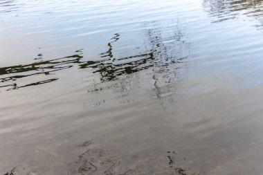 Arka plan olarak nehirdeki ağaçların yansımaları