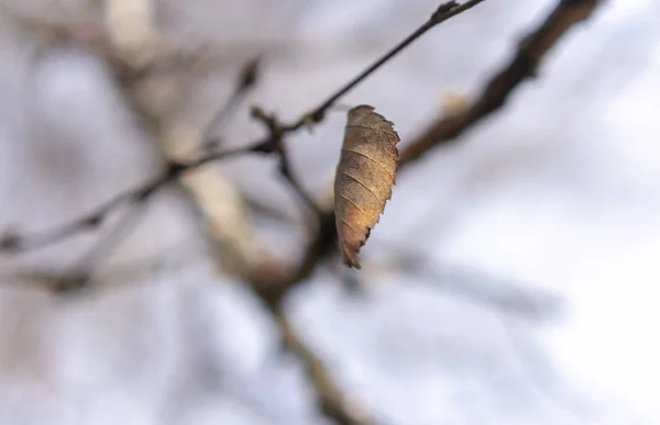 Ensamt Gult Löv Suddig Bakgrund Vinterdag — Stockfoto