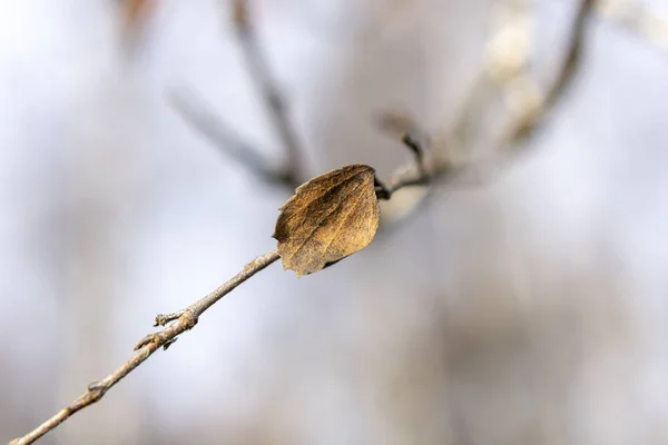 Bulanık Bir Arkaplanda Yaprak Sarısı Bir Kış Günü — Stok fotoğraf
