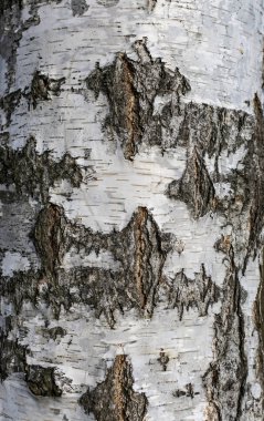 Beyaz huş ağacı gövdesi dokusu yakın plan