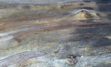 Çürüyen bir ağacın gövdesinin dokusu.