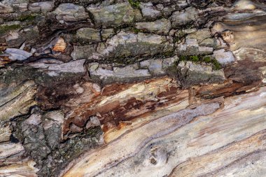 Çürüyen bir ağacın gövdesinin dokusu.