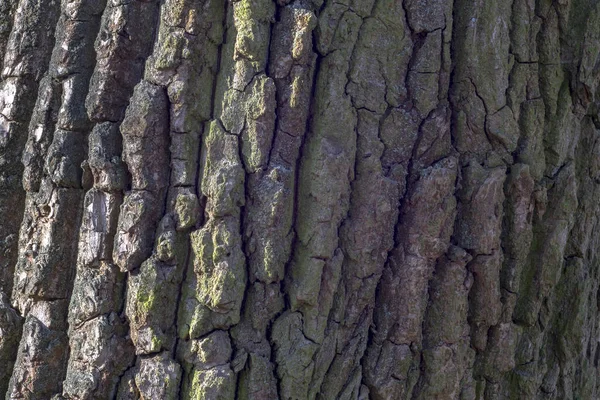 Textura Tronco Uma Árvore Velha Dia Ensolarado — Fotografia de Stock