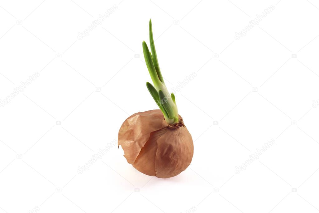 Sprouted onions on a white background