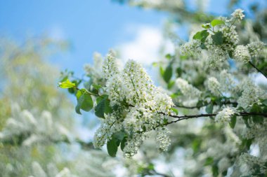 Doğal bulanık arkaplanda çiçek açan kiraz dalı