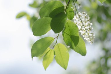 Doğal bulanık arkaplanda çiçek açan kiraz dalı
